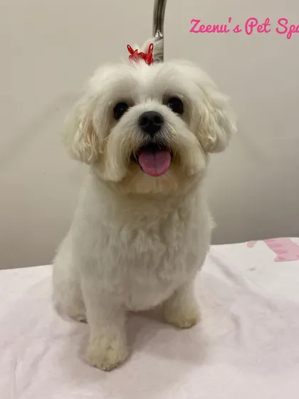 Chelsea the Maltese is looking bright and cheerful with her red bow. Her white coat is immaculate after a bath with whitening shampoo.