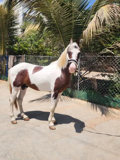 Introducing our new Kathiyawadi stallion. This magnificent paint horse stands at 59 inches and has a striking 'Lal Ablak' coat, a proud addition to our collection.