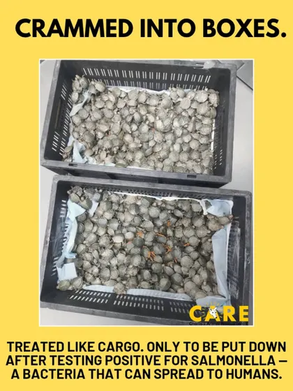 Crammed into boxes and treated like cargo, these turtles were not only victims of cruelty but also a public health risk. They tested positive for salmonella, a bacteria that can spread to humans, showing the dangerous intersection of animal cruelty and zoonotic disease.