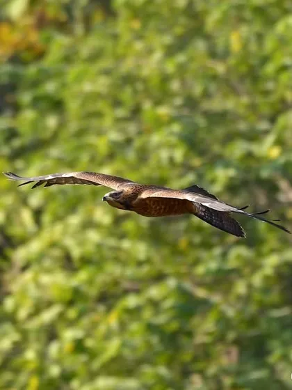 A wider shot of the Oriental Honey Buzzard, showing its full wingspan as it soars through the forest canopy at Sanjay Gandhi National Park.