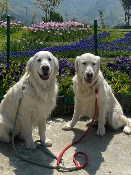 Posing at the famous tulip garden in Srinagar, Kashmir. With a well-behaved dog, many public places become accessible.