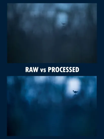 A comparison of the RAW file versus the final processed image for the black-winged stilt silhouette. Post-processing is a key part of bringing the mood and feeling I envisioned to life.