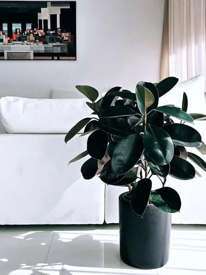 The deep, glossy leaves of the Ficus elastica, or Rubber Plant, bring a touch of drama and sophistication to any interior. Here, it contrasts beautifully with the clean white lines of the sofa and floor.