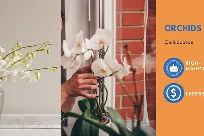Orchids are elegant and beautiful, but they are not for beginners. They are generally more expensive and require specific care to thrive, making them a high-maintenance choice.