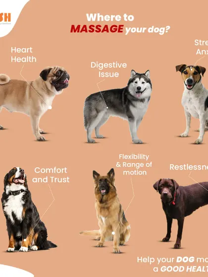 Did you know a massage can help your dog's health? This chart shows where to massage your dog to help with issues like stress, digestion, and restlessness.