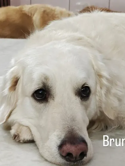 This is Bruno, a stunning white Golden Retriever. His calm and gentle nature makes him a friend to all the other dogs, big and small.