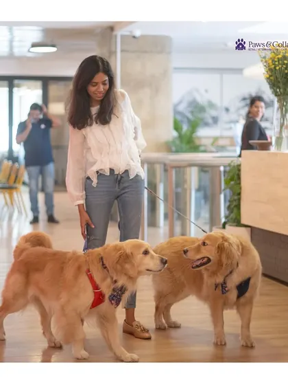Making new friends is a key part of our adoption drives. Here, two beautiful Golden Retrievers meet and greet in a friendly, supervised environment.