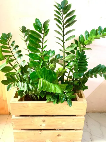 For a more rustic look, a ZZ plant in a simple wooden crate planter works beautifully. It’s a great example of how to use different materials to match your decor.