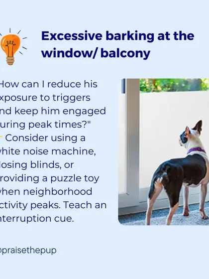 A proactive thought: "How can I reduce his exposure to triggers and keep him engaged?" This could involve using a white noise machine, closing blinds, or providing a puzzle toy during peak activity times.