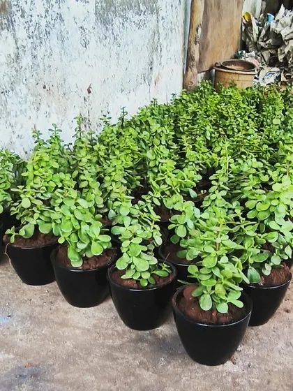 These jade plants in sleek black pots are prepared for dispatch. I offer wholesale rates for bulk orders, making it easy to share the gift of green.