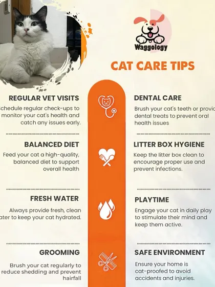 Proper cat care involves more than just cuddles. This checklist covers essential tips for a healthy cat, including vet visits, dental care, grooming, and maintaining a clean litter box.