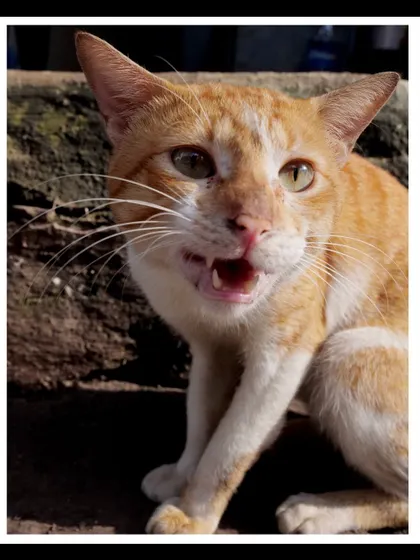 An expressive close-up of the ginger cat, capturing its fierce and wild spirit.