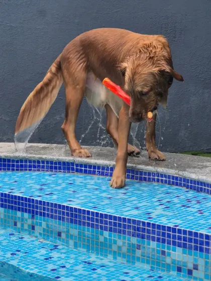 A wet dog is a happy dog. This Golden Retriever is taking a short break at the edge of the pool before diving back in for more play.