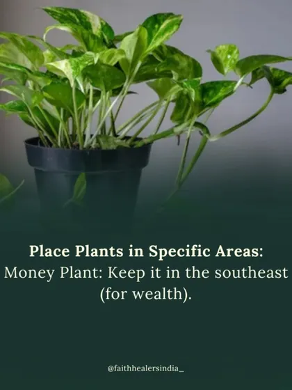 The Money Plant (Pothos) is best placed in the southeast direction of your home. This corner is associated with wealth, and the plant helps to activate and attract financial energy.