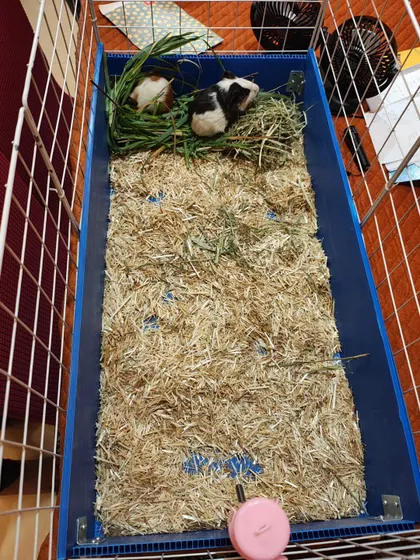 A look at the spacious and clean enclosures we provide for our guinea pigs. This setup includes fresh hay for bedding and food, fresh greens, and a fan to ensure they are comfortable.