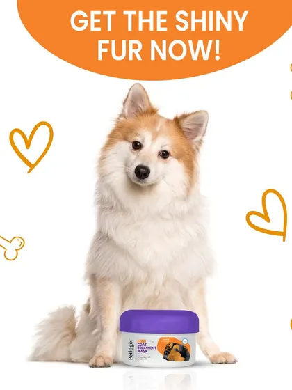 A healthy coat is a shiny coat. This happy pup is sitting with my 2-in-1 Coat Treatment Mask, a product I designed to give fur that extra gloss and softness.