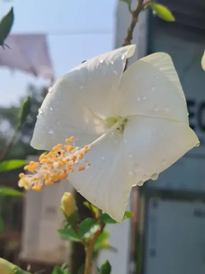 A white hibiscus flower with water droplets after a light rain.