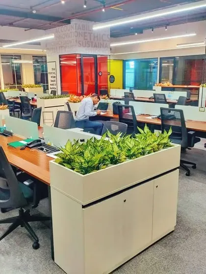 Here is a look at a large-scale open-plan office I transformed into a greener, more productive space. Strategically placed planters with air-purifying snake plants help define work zones and reduce stress for the entire team.