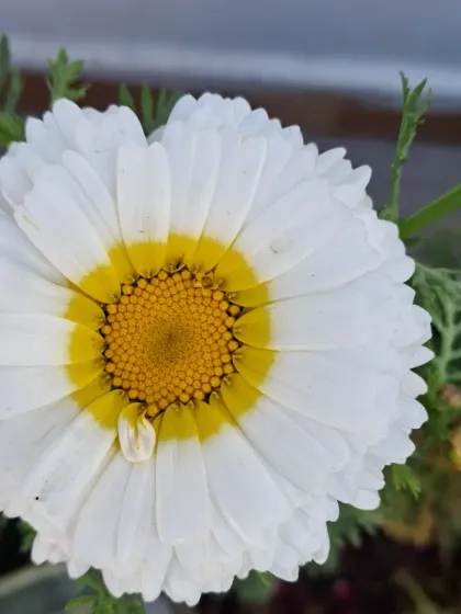 A daisy-like white and yellow winter flower.