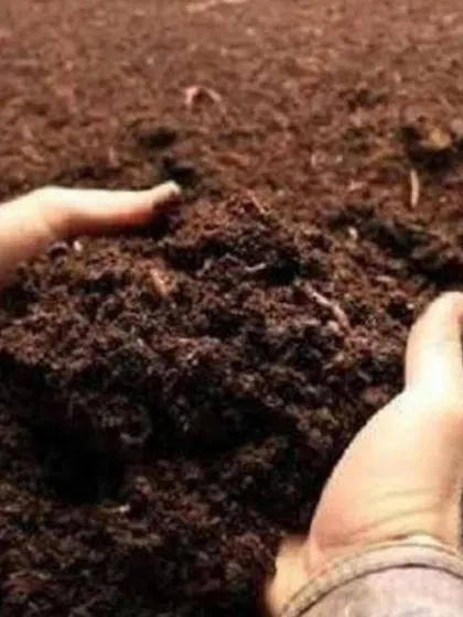 Our organic vermicompost is teeming with nutrients and beneficial microbes. Adding this to your garden soil is the best way to naturally boost plant growth and health.