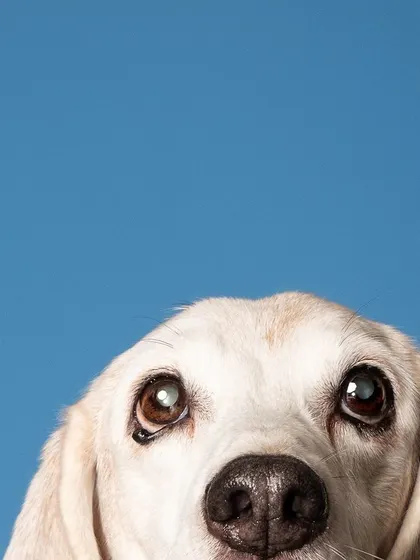A teaser shot of Seenu peeking into the frame. The clean blue background and his adorable eyes create a captivating image.