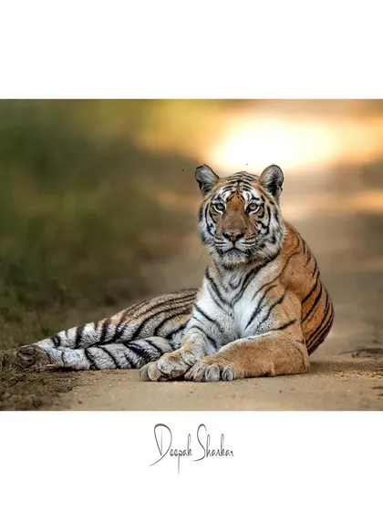 This is Langdi of Pench National Park, a tigress whose story is one of incredible resilience. Despite a physical challenge, she has become a dominant matriarch. Her direct gaze is a window into her soul, full of strength and spirit.