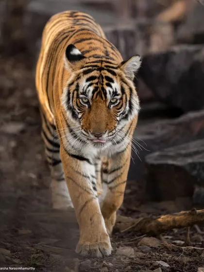 Riddhi, the reigning queen, on a morning walk by Rajbhag lake. She is a dedicated mother, and watching her raise her three cubs has been a highlight of the season.