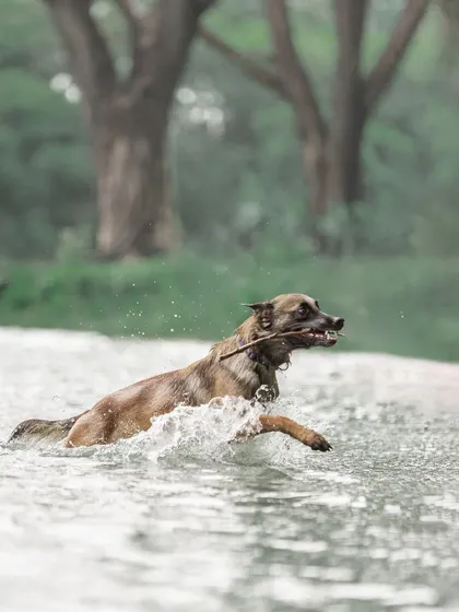 A repeat of the powerful water retrieval shot of Floyd, emphasizing his determination and athleticism. This is a great example of an outdoor adventure session.