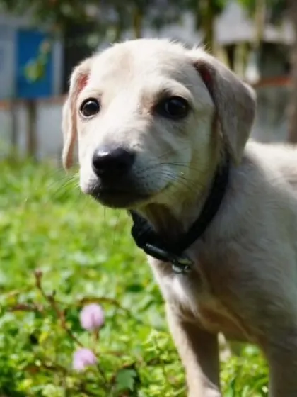 Bingo's sweet face is sure to melt your heart. This 2+ month old female puppy is vaccinated and ready for adoption.