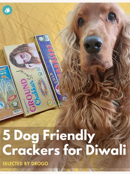 We created a satirical post about "dog-friendly crackers" to grab attention and deliver a serious message.