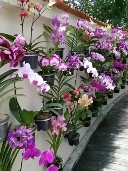 A beautiful wall display of Phalaenopsis (Moth) and Vanda orchids, showing how they can be used to create a vertical garden.