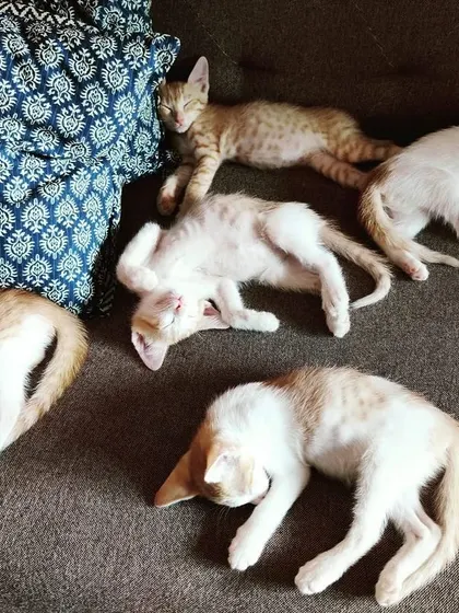 Another view of these adorable ginger kittens, all tuckered out after a day of fun. They are a perfect example of how kittens love to cuddle and sleep together.