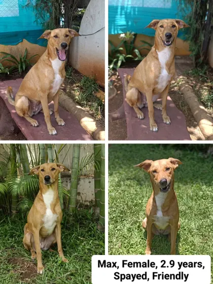 Another look at the lovely Max! She is part of a bonded group with Theo and Felix and they are hoping to find a home where they can all stay together.