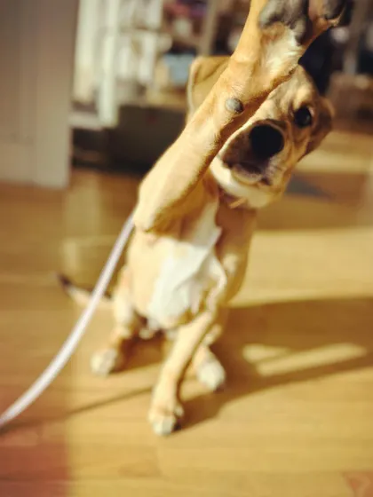 "Talk to the paw!" Pouncie, a recent graduate, showing off her playful personality. She came to us as a shy pup and left as a confident, happy girl.