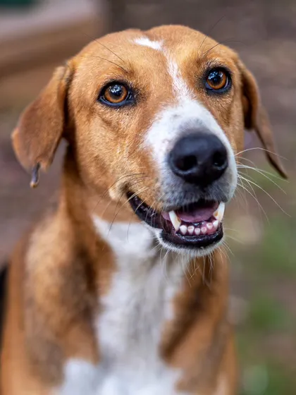 This friendly Indie mix has such a bright and cheerful expression. My photography aims to show the unique beauty and character in every dog, whether they have a home or are waiting for one.