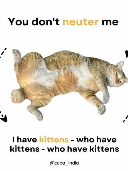 This is the cycle we need to break. You don't neuter me, I have kittens, who have kittens, who have kittens. It's an exponential problem that only has one humane solution.