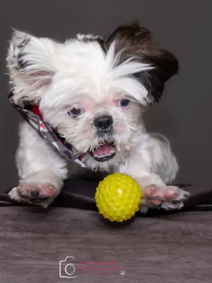 An intense action shot of Shiro about to catch his ball.