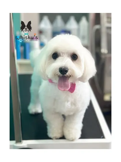 Elsi the Maltese with a fresh and clean haircut. This shorter trim is a great option for keeping a Maltese comfortable and low-maintenance.