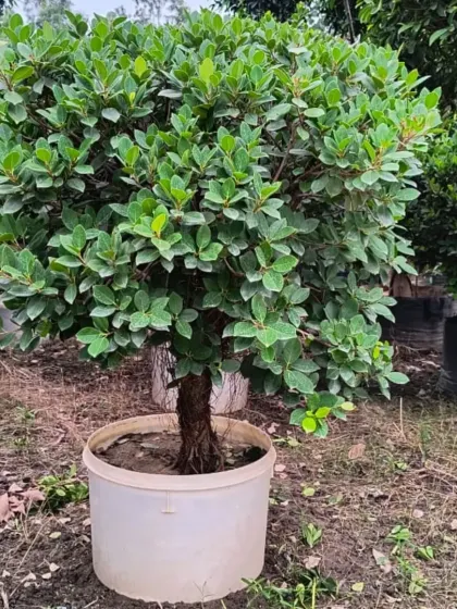 Another lovely miniature tree, ready to be shaped or enjoyed as is.