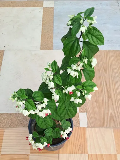 Another overhead shot of the Bleeding Heart.