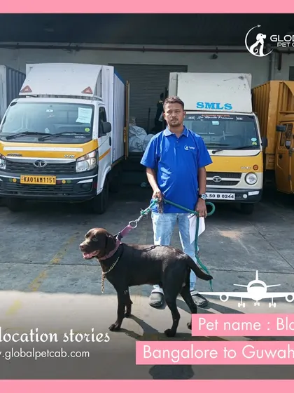 Blaze the Labrador with our handler at the cargo terminal in Bangalore, ready for his flight to Guwahati. We are experienced in handling the logistics of pet cargo services.