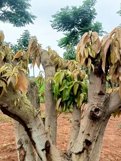 New, tender leaves emerge from the pruned branches of a relocated tree. This regrowth is a clear sign that the tree's vascular system is functioning well in its new location.