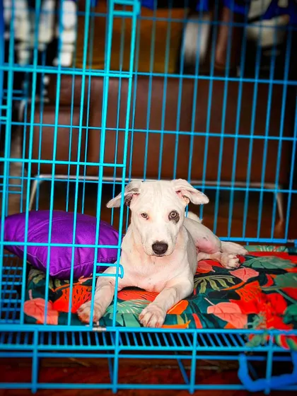 Meet Casper, an Indie pup, relaxing in his crate. A crate provides a safe, den-like space for a puppy to rest and decompress, which is essential for their development and helps with house training.