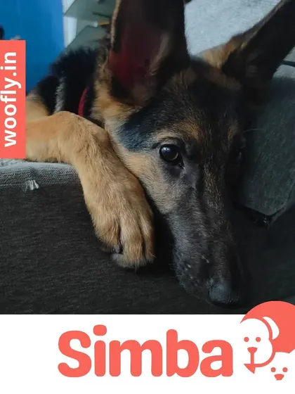 Simba the German Shepherd is relaxing after his pampering session. I focus on making the experience stress-free, so pets are calm and content.