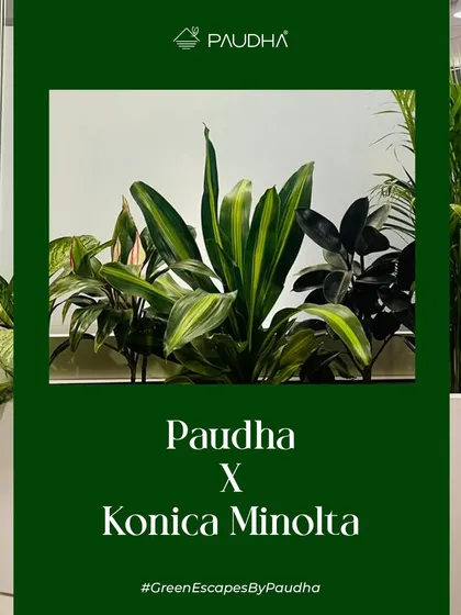 A close-up of the plant selection for the Konica Minolta office project. I chose a mix of Dracaena, Aglaonema, and other plants for their varied textures, colors, and air-purifying qualities.