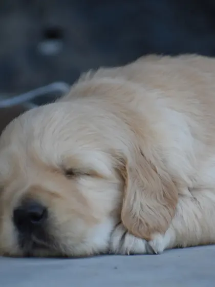 Soft, fluffy, and dreaming sweet puppy dreams. Our Goldens are healthy and content.