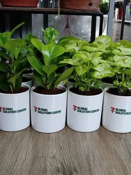 A lineup of our eco friendly plant gifts ready for delivery. This order for Global Solution Center features Peperomia and Syngonium plants in uniform branded white pots.