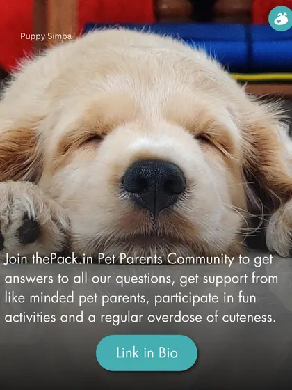 Puppy Simba, looking absolutely precious. Join our community for your regular overdose of cuteness and support.