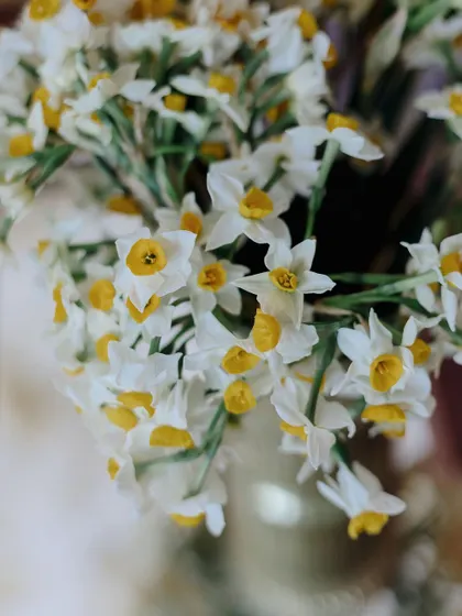 A close-up of fresh daffodils, which represent new beginnings, love, and hope. We chose these beautiful flowers to add a layer of meaning to Kushagra and Preeat's Haldi ceremony.