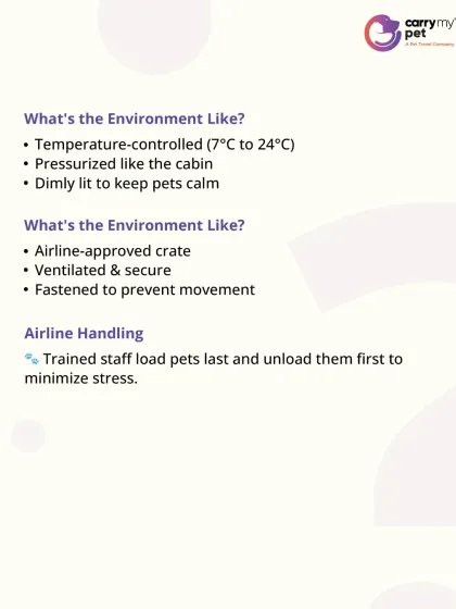 The environment in the pet cargo hold is temperature-controlled, pressurized, and dimly lit to keep pets calm. Trained staff also load pets last and unload them first to minimize stress.